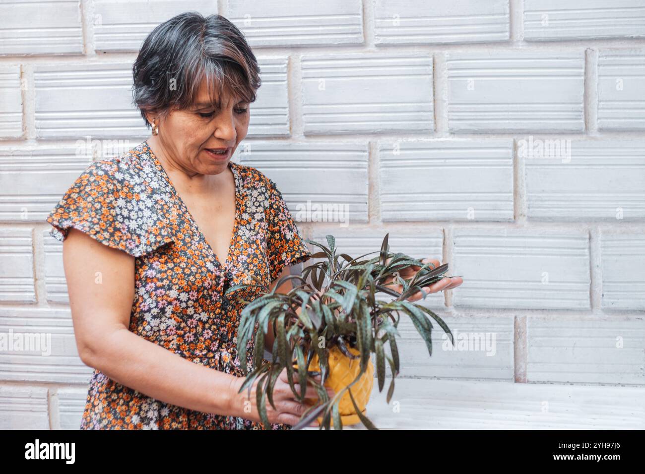 Una donna anziana con i capelli corti che indossa un abito floreale tende a una pianta in vaso con un'espressione gioiosa, godendosi il suo hobby di giardinaggio in una giornata di sole. Foto Stock