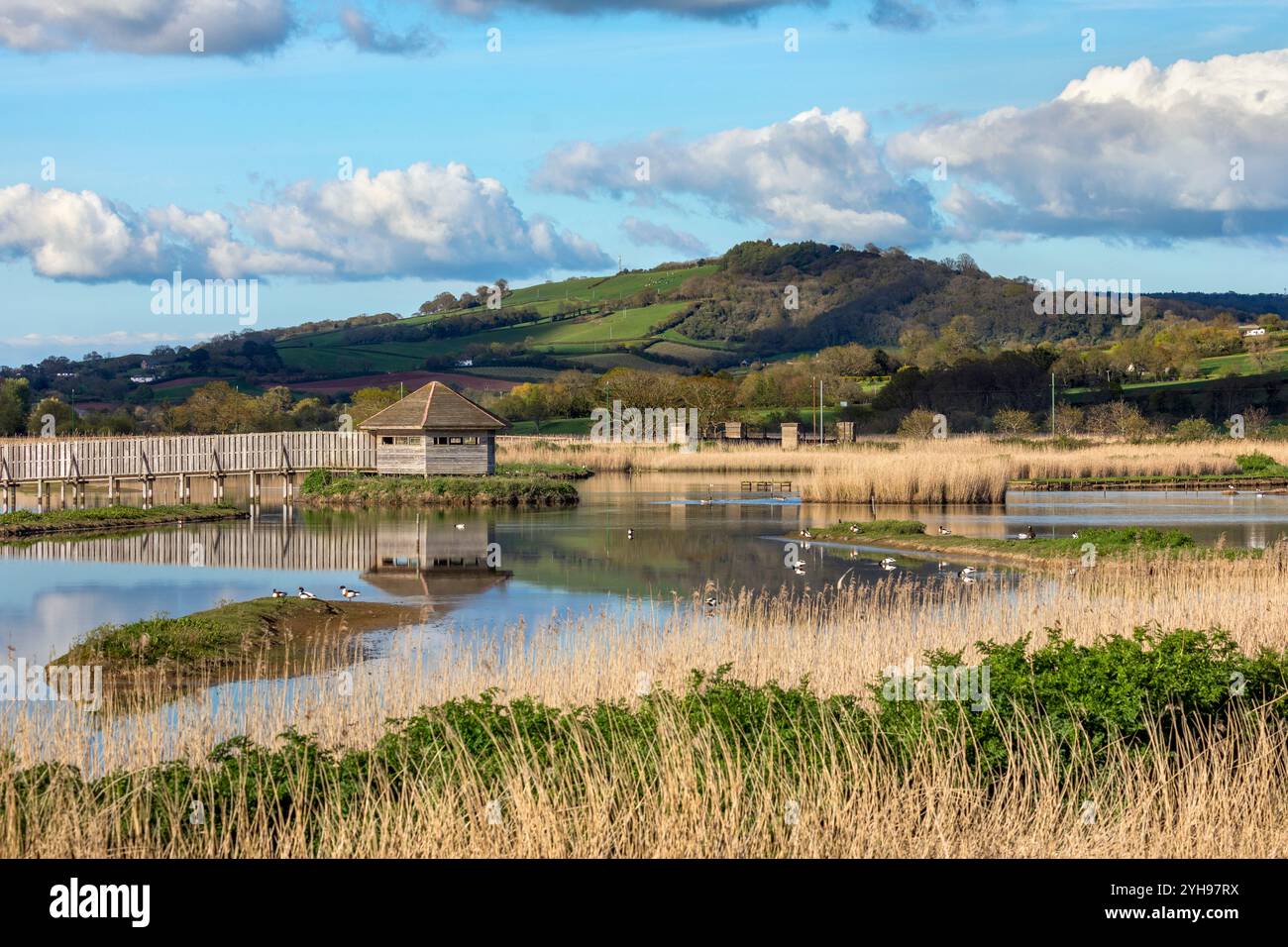 Seaton Wetland Reserve; Island Hide; Devon; Regno Unito Foto Stock