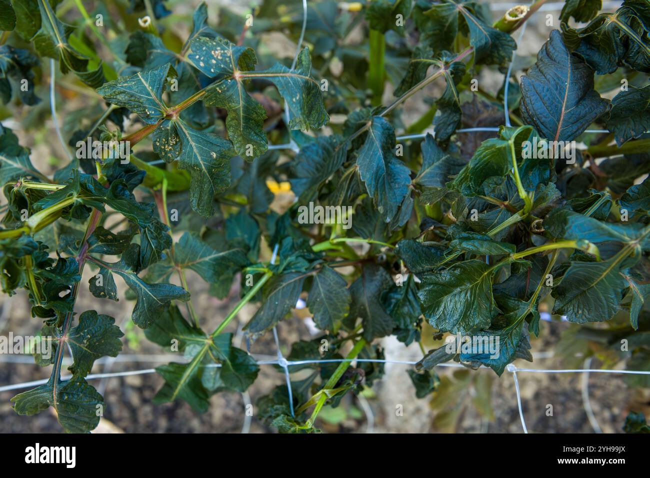 Prima gelata autunnale in giardino. Dahlia pianta fogliame danneggiato dopo aver ucciso per la prima volta gelo della stagione. Dahlias congelate, fine della stagione vegetativa. Foto Stock