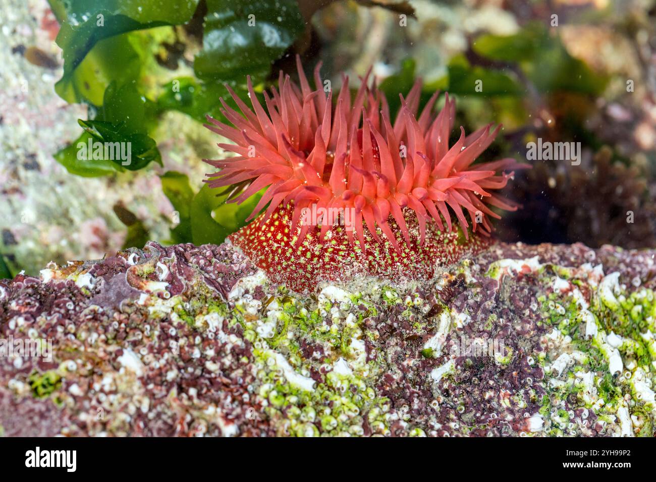 Anemone di fragole; Actinia fragacea; Rock Pool; Regno Unito Foto Stock