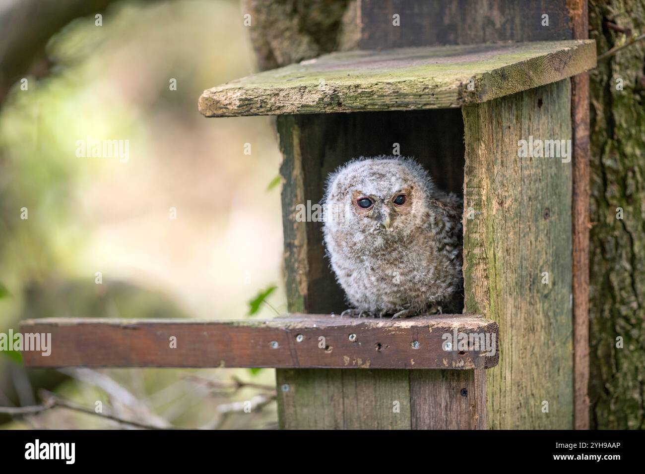 Gufo Tawny; Strix aluco; Young in Nest Box; Regno Unito Foto Stock