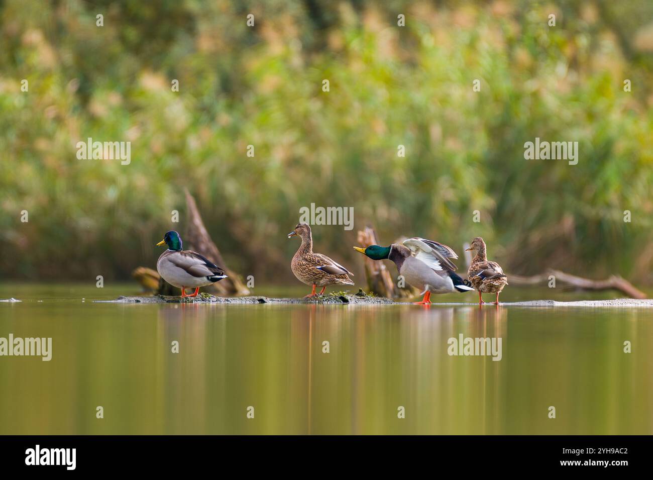 Gruppo di quattro anatre selvatiche in piedi su un tronco di albero morto nel mezzo di un lago, in Slovacchia. Germano o anatra selvatica, Anas platyrhynchos. Foto Stock