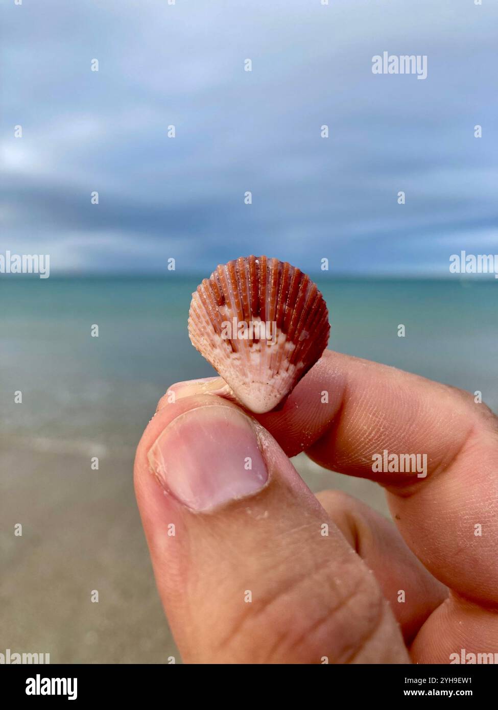 La conchiglia di un piccolo jacobaeus di Pecten (capesante mediterraneo) in mano a un uomo in una spiaggia in Bretagna, Francia, con l'oceano sullo sfondo Foto Stock