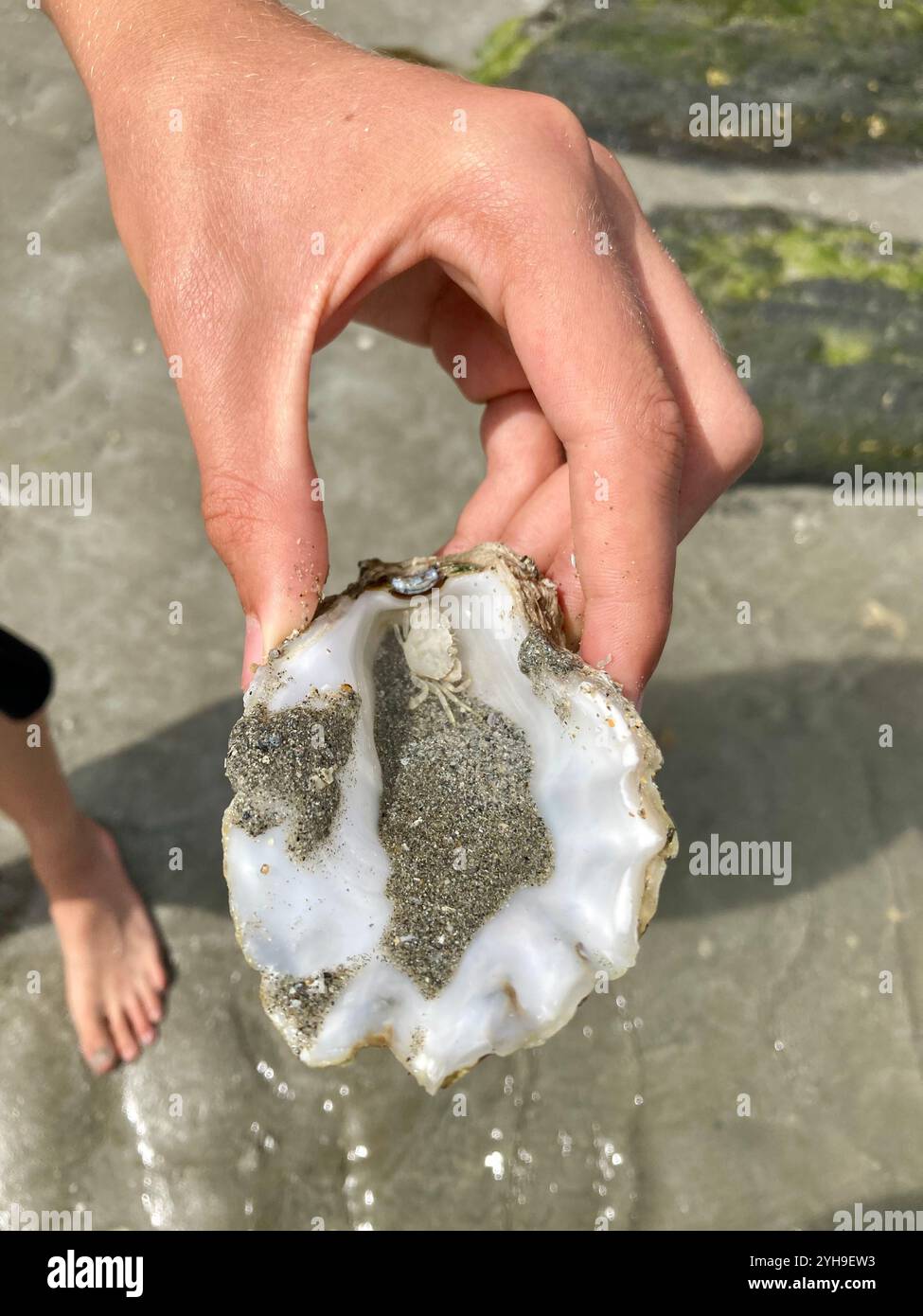 Un guscio di ostriche con un piccolo granchio eremita in mano a un adolescente in spiaggia Foto Stock