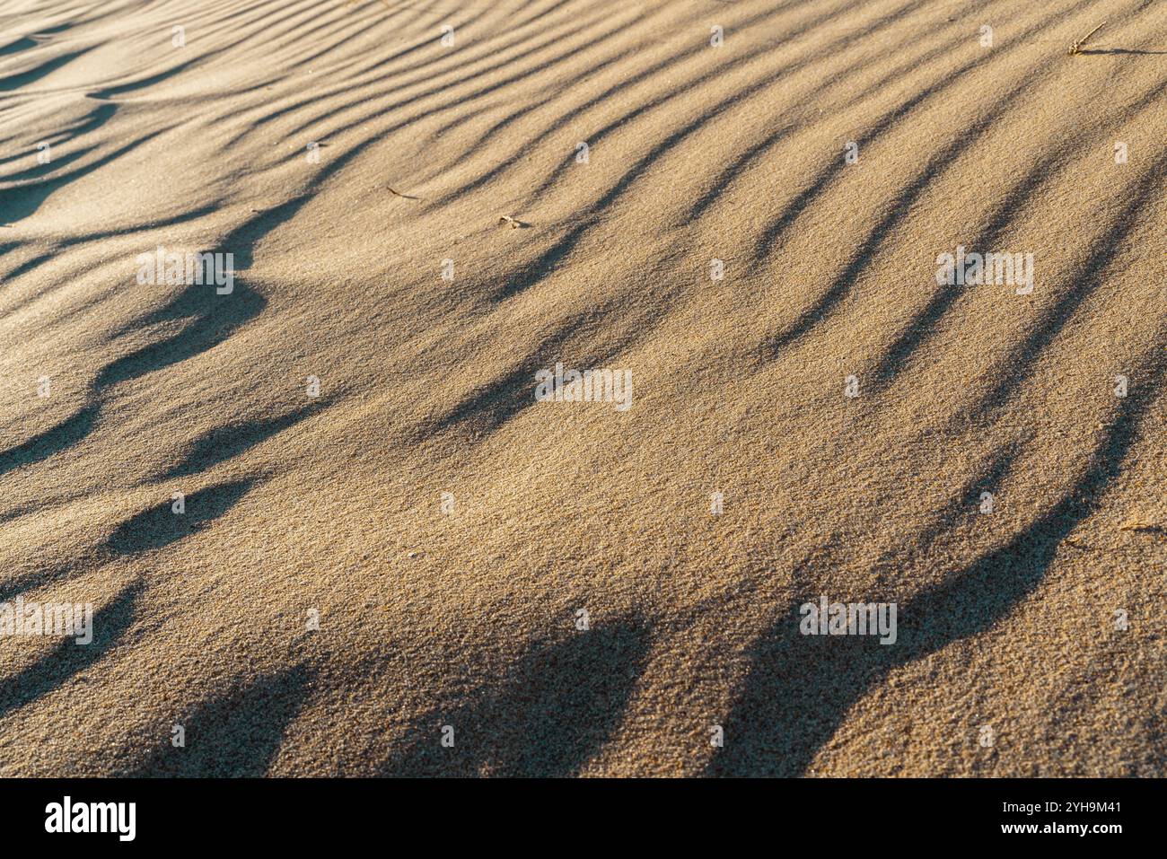 Le ombre generate dalle increspature nella sabbia soffice e soleggiata creano un motivo intricato. Foto Stock