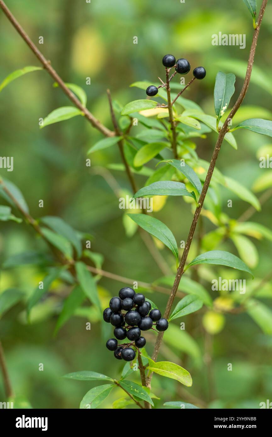 Primo piano di privet selvatico (ligustrum volgare) che cresce in una siepe sull'isola di wight, Regno Unito Foto Stock