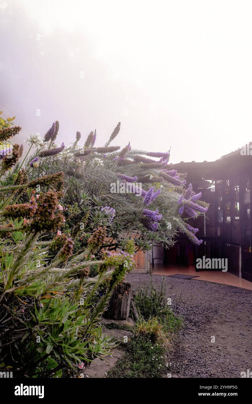 L'immagine presenta un primo piano di fiori viola in fiore in un giardino, con uno sfondo nebbioso che crea un'atmosfera morbida e tranquilla. Foto Stock