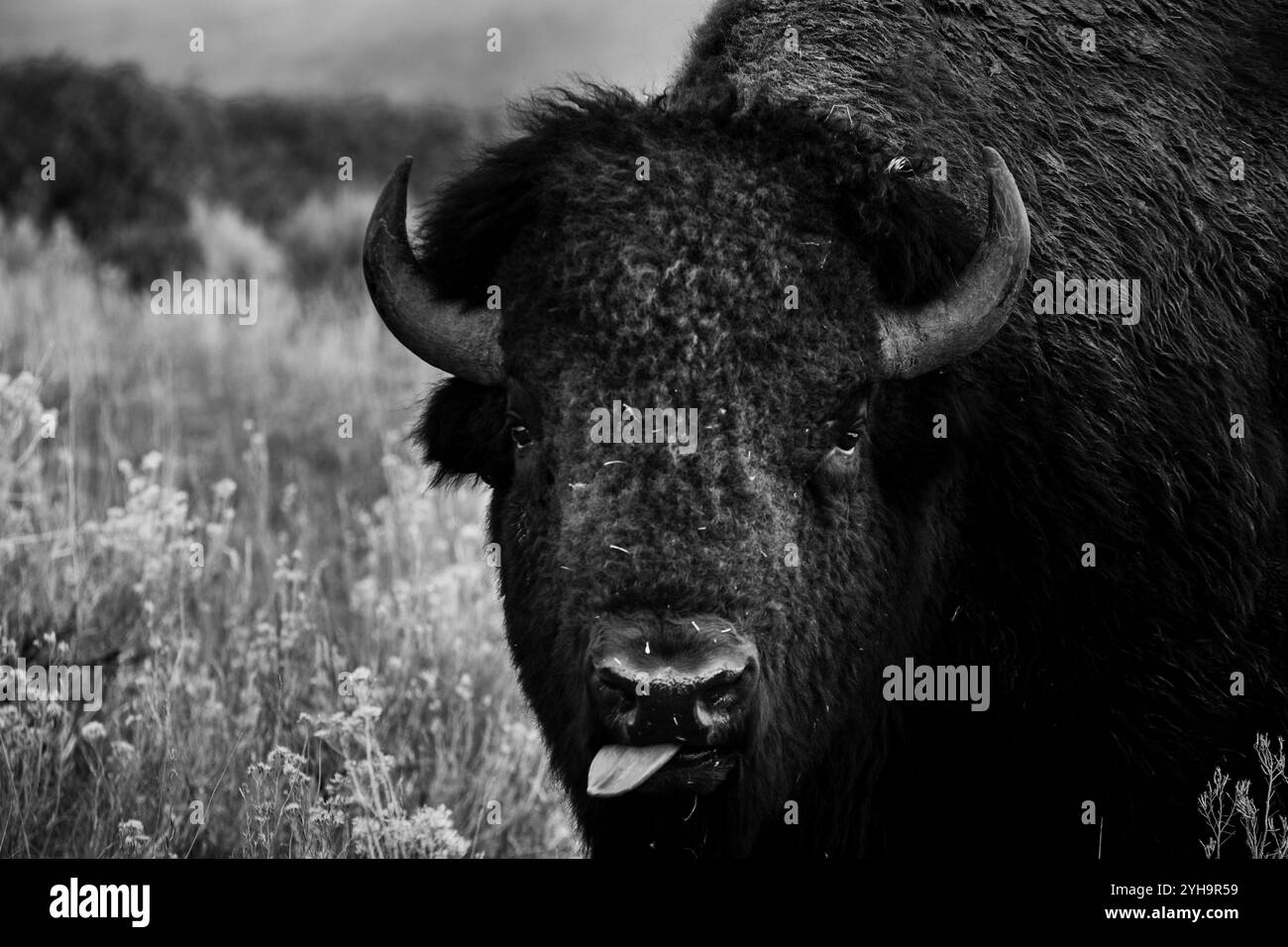 Il bisonte gigante si mette la lingua al fotografo Foto Stock