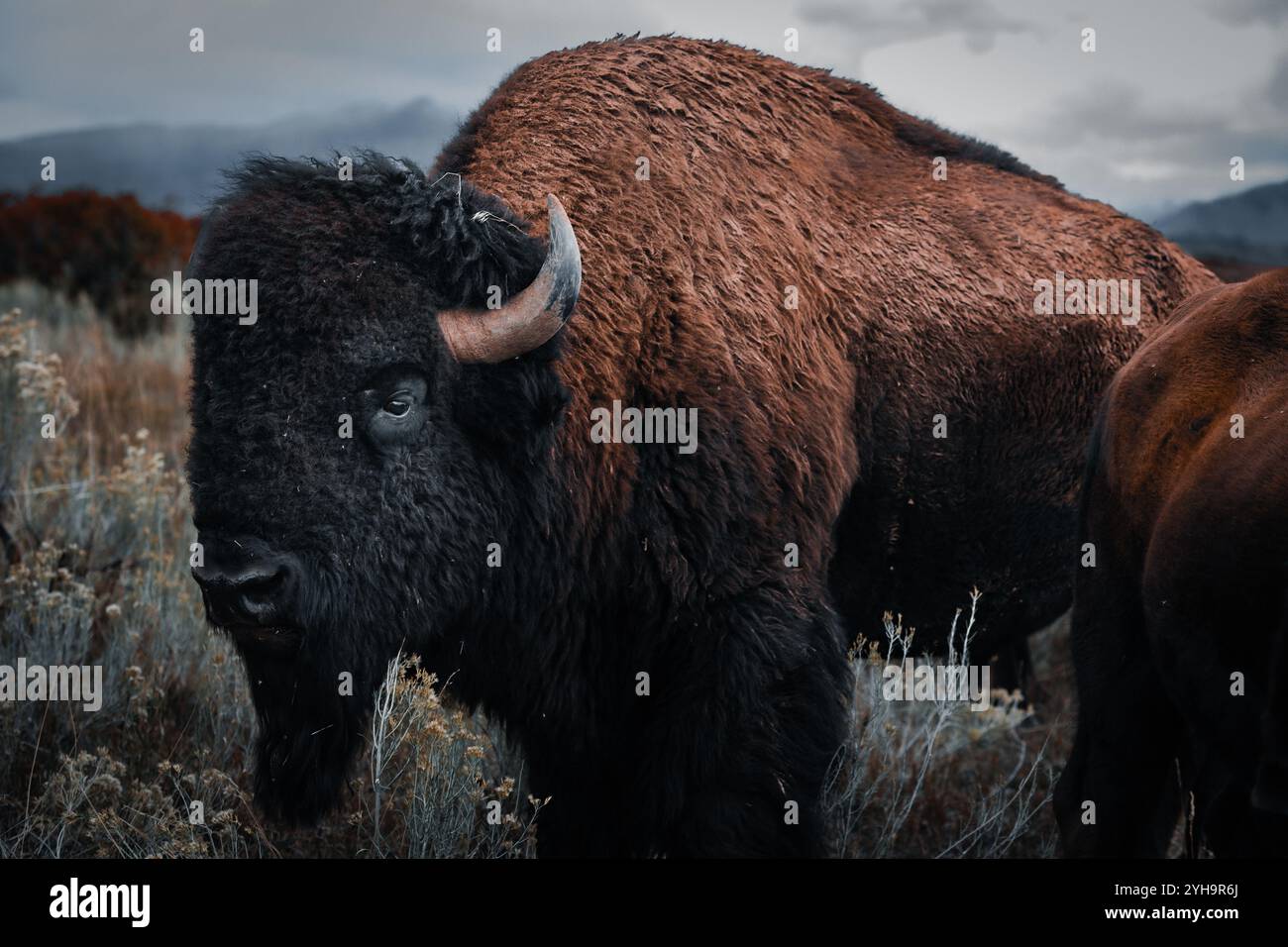 Il bisonte maschio gigante si trova in mezzo alla mandria mentre si avvicina una tempesta. Foto Stock