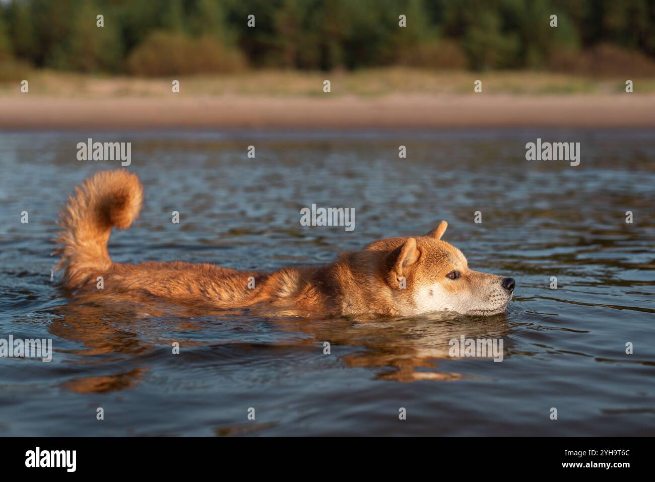 Un cane Red Shiba Inu sta nuotando in un Mar Baltico Foto Stock