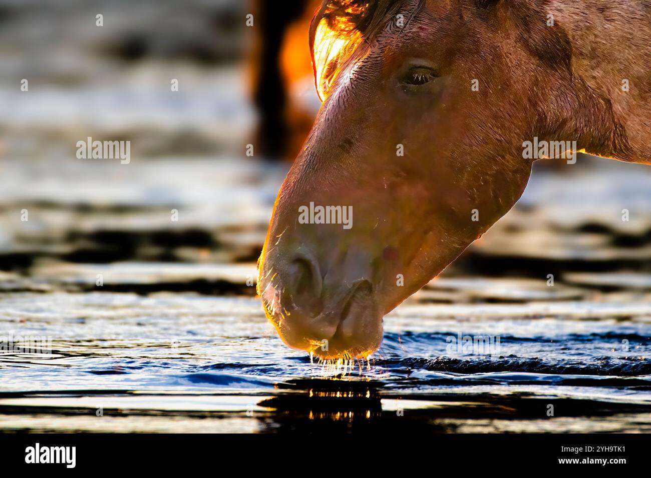 Wild Horse sta per bere Qualcosa Foto Stock