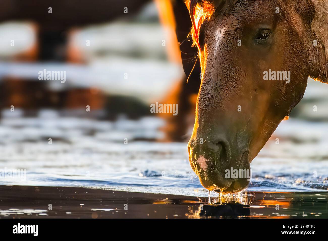 Wild Horse che riposa in tutta comodità sul fiume Foto Stock