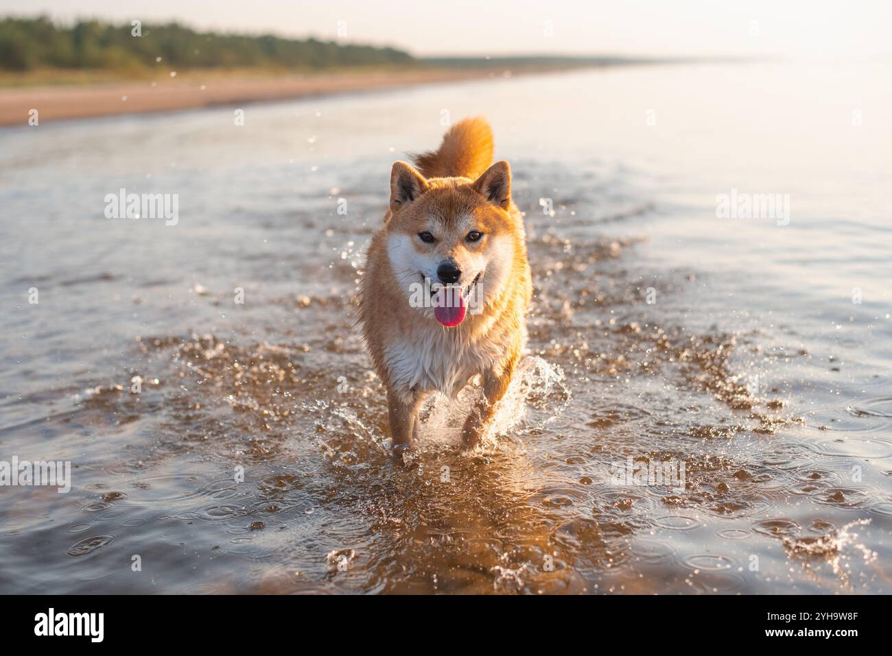 Il cane Shiba inu corre nelle acque del Mar Baltico in estate Foto Stock