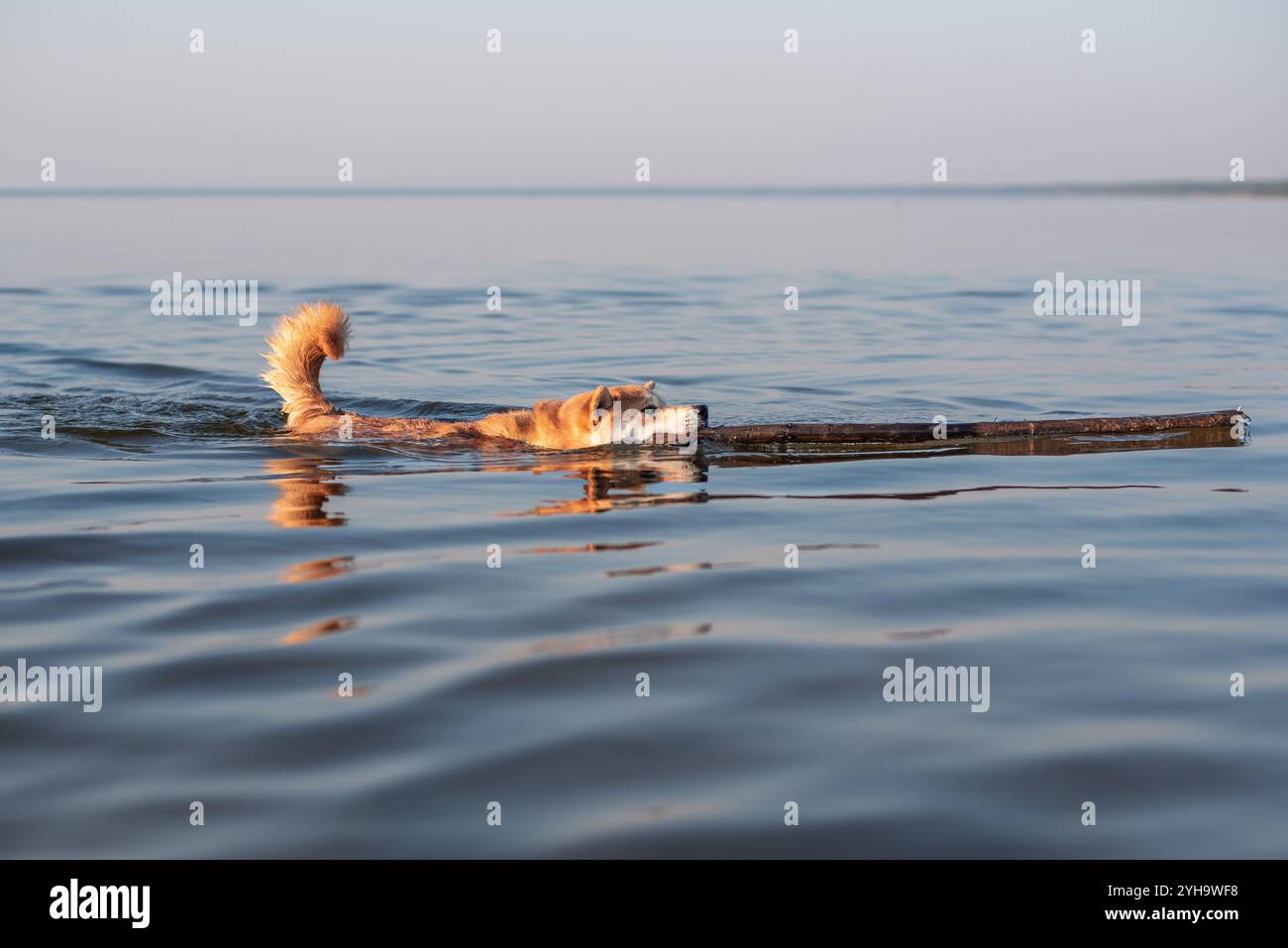 Un cane Red Shiba Inu sta nuotando in un Mar Baltico con un bastone di legno in bocca Foto Stock
