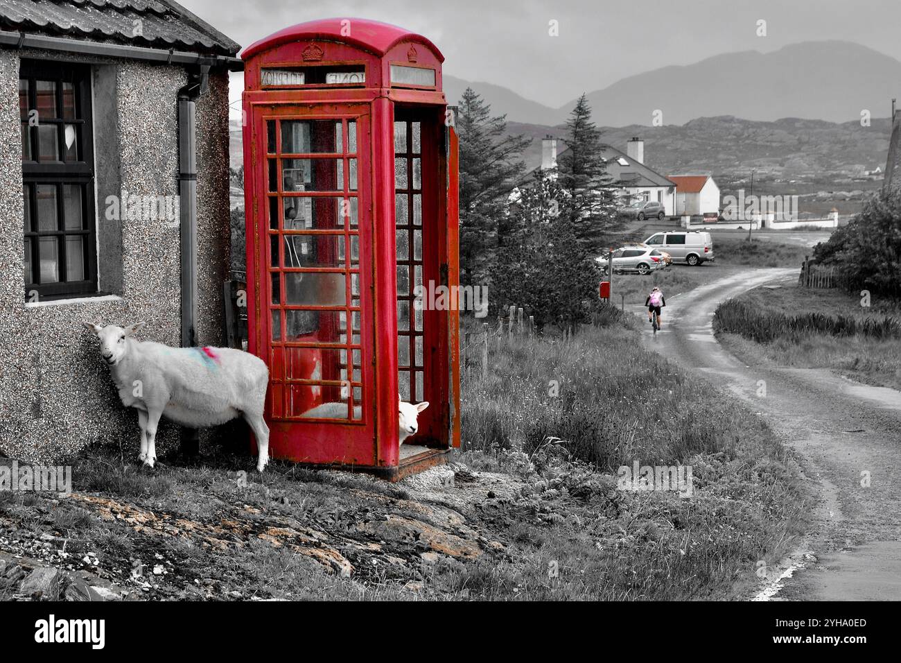 Pecore in attesa di effettuare una chiamata sulle Ebridi esterne Foto Stock