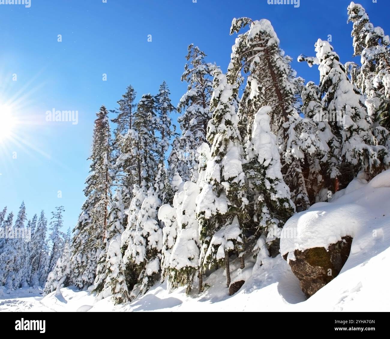 Splendido paesaggio invernale di alberi sempreverdi innevati in una foresta, con la luce del sole che splende attraverso un cielo azzurro limpido in una giornata frizzante. Foto Stock