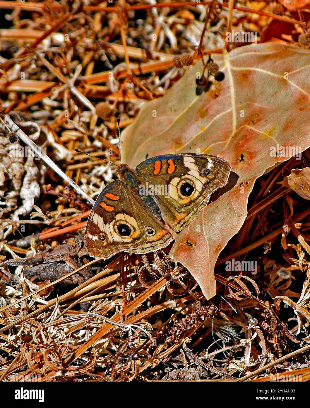 Farfalla a terra a Union City, California Foto Stock