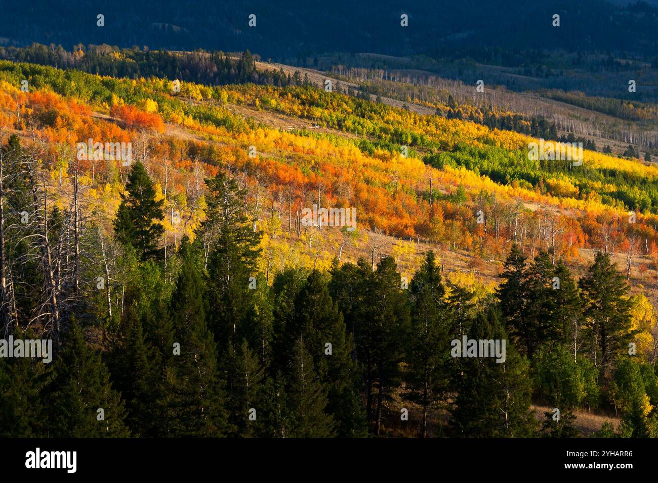 Alberi di pioppo dai colori autunnali che ricoprono il lato di Shadow Mountain. Bridger-Teton National Forest, Wyoming Foto Stock