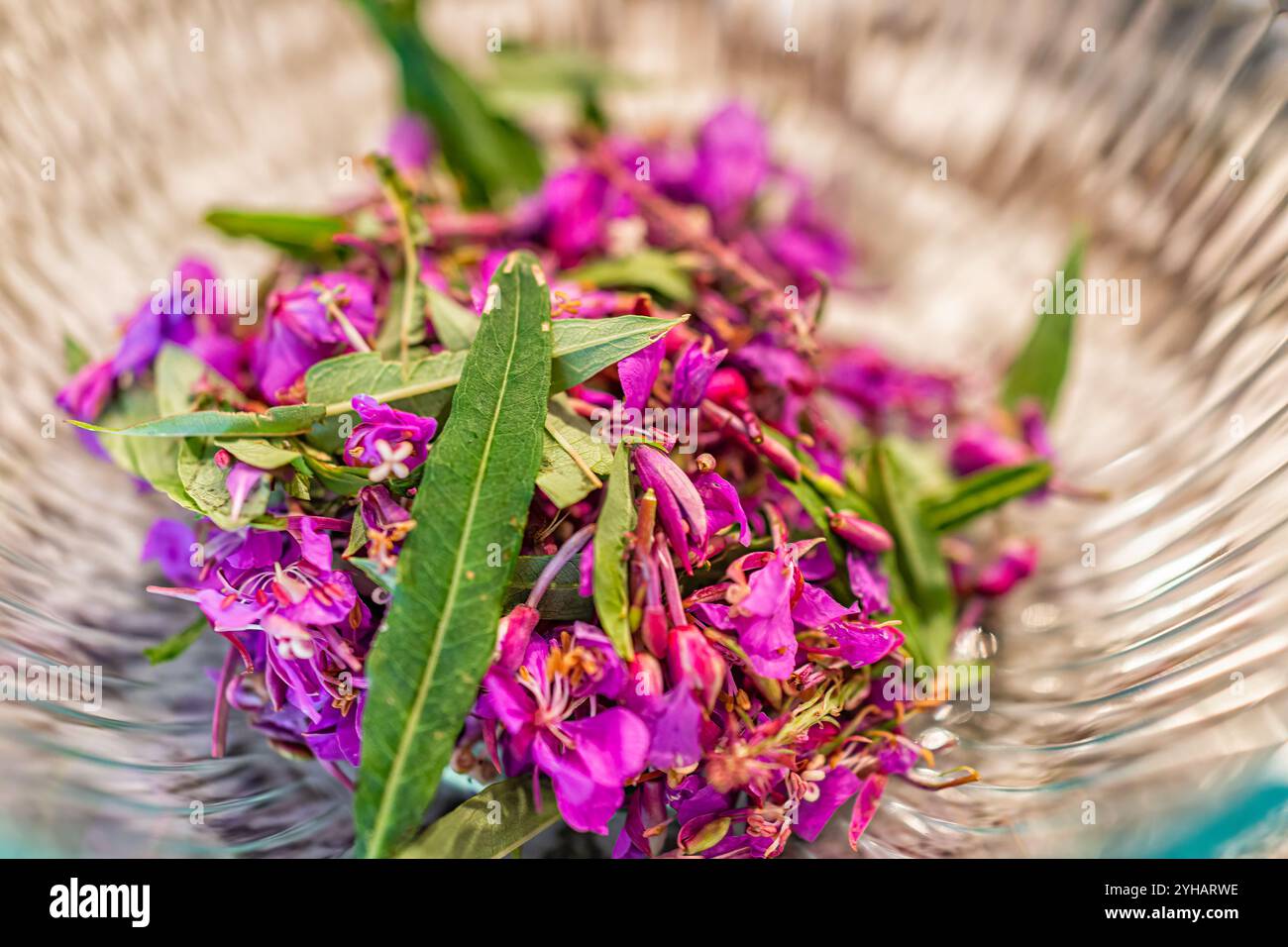 Fiori di porporpora di salice secca per piante da tè chiamate Ivan Chai in Russia con vista macro in primo piano nella ciotola Foto Stock