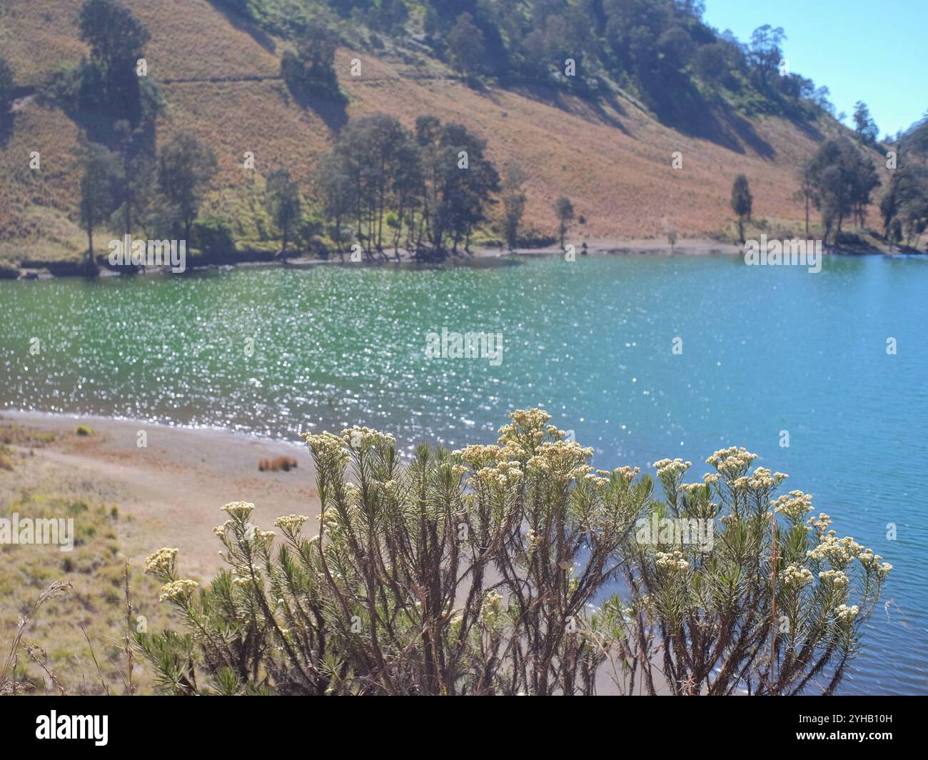 Fiori di stella alpina o javanica di Anaphalis che crescono intorno al lago Ranu Kumbolo ad un'altitudine di 2400 sul livello del mare. Foto Stock