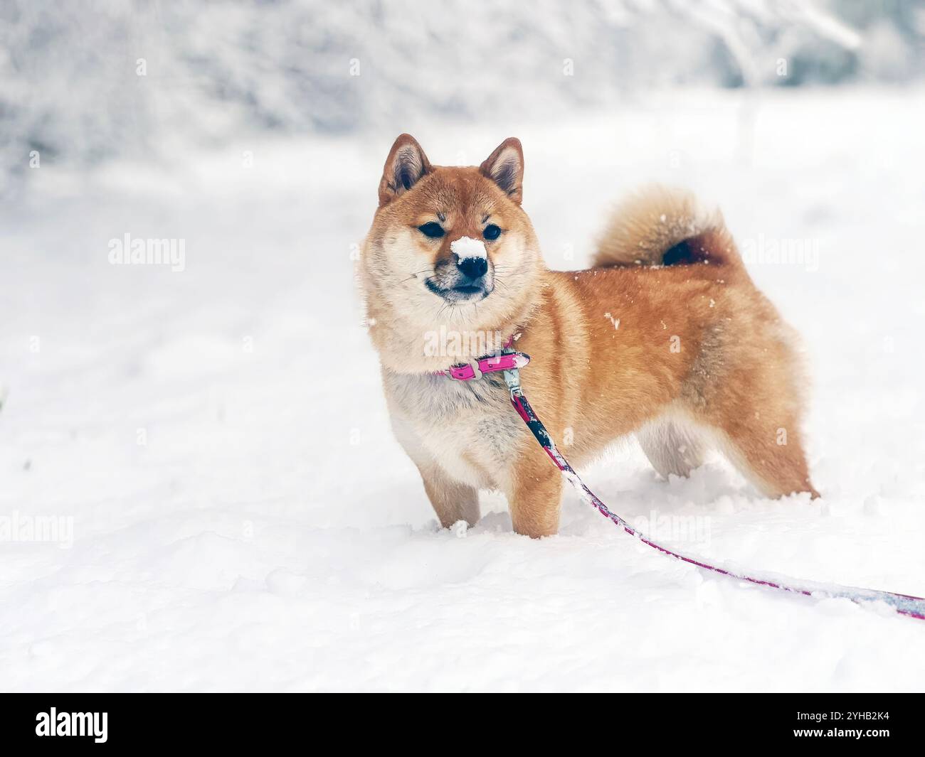 Adorabile cane rosso Shiba Inu che gioca con gioia sulla neve in un luminoso giardino invernale. Immagine di alta qualità, in cui sono ammessi gli animali domestici, perfetta per progetti stagionali, all'aperto o di stile di vita. Copia spazio. Foto Stock