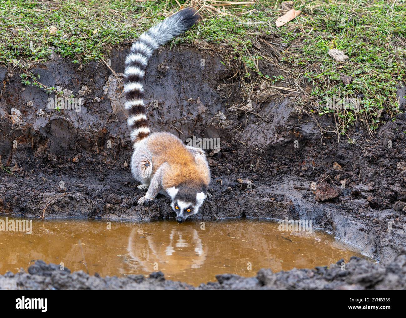 Un gruppo di lemuri dalla coda ad anello che bevono acqua da uno stagno fangoso. Alcuni lemuri stanno portando i loro giovani, mostrando la loro società matriarcale. Isalo nati Foto Stock