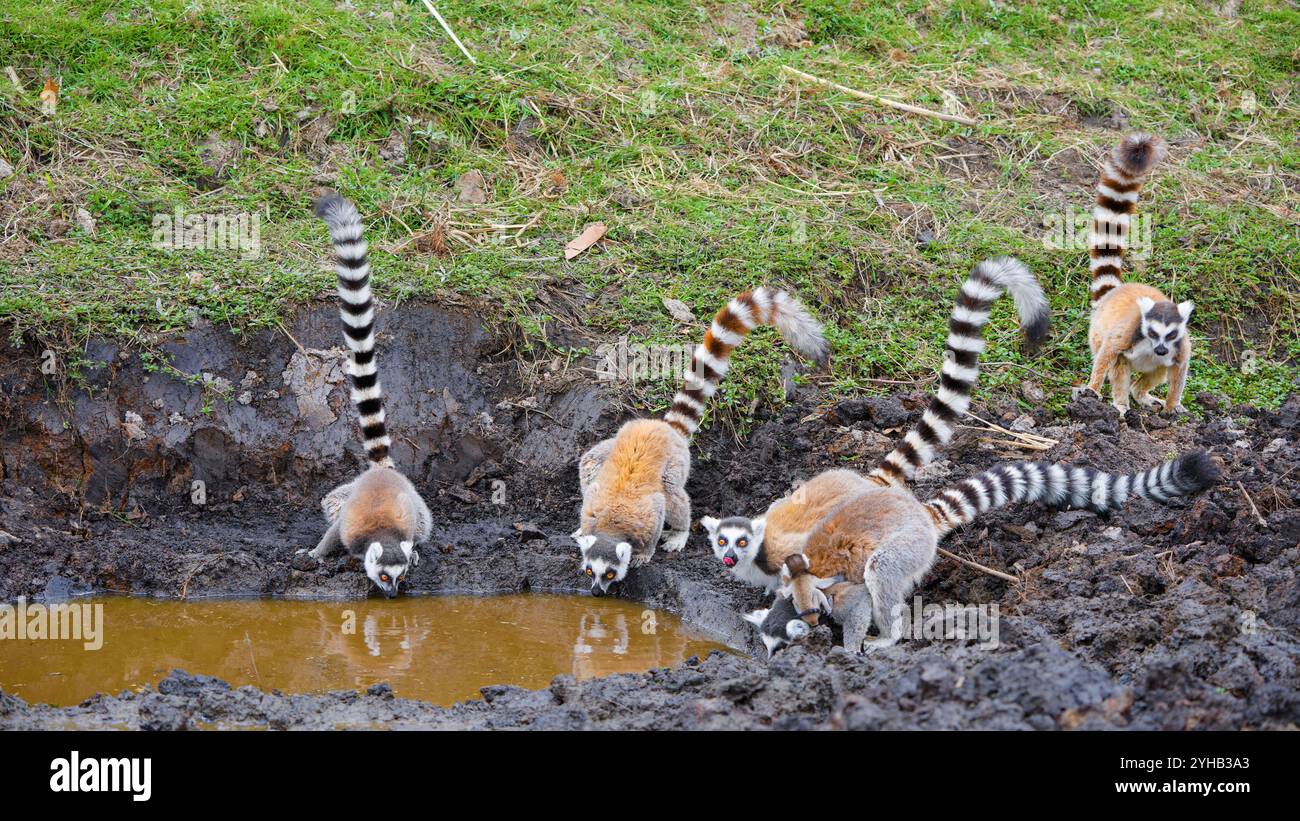 Gruppo di lemuri dalla coda ad anello che bevono e si togliano alla fossa fangosa. Le femmine con bambini mostrano la loro inconfondibile coda a righe contro il marrone Foto Stock