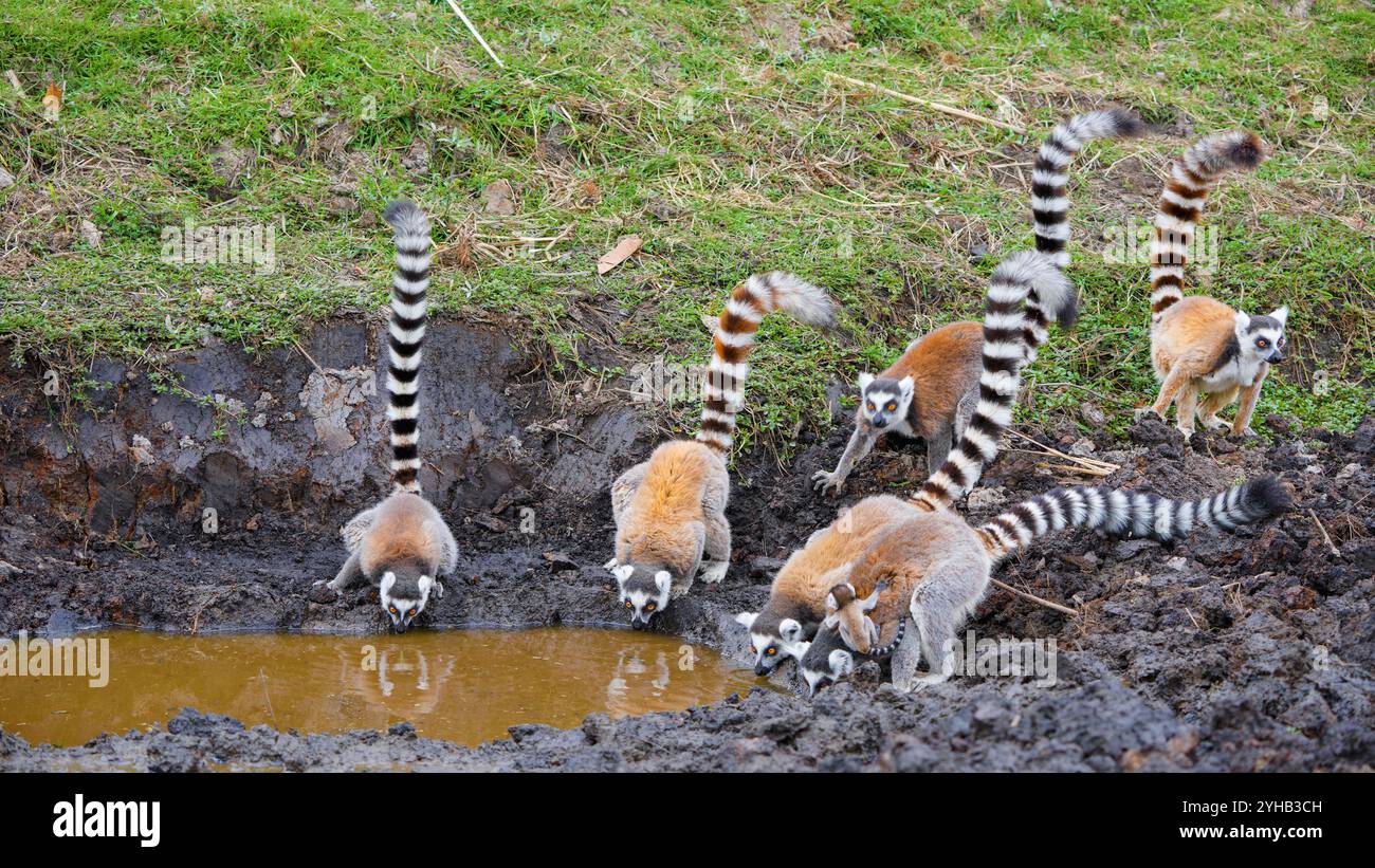 Un gruppo di lemuri dalla coda ad anello che bevono acqua da uno stagno fangoso. Alcuni lemuri stanno portando i loro giovani, mostrando la loro società matriarcale. Isalo nati Foto Stock