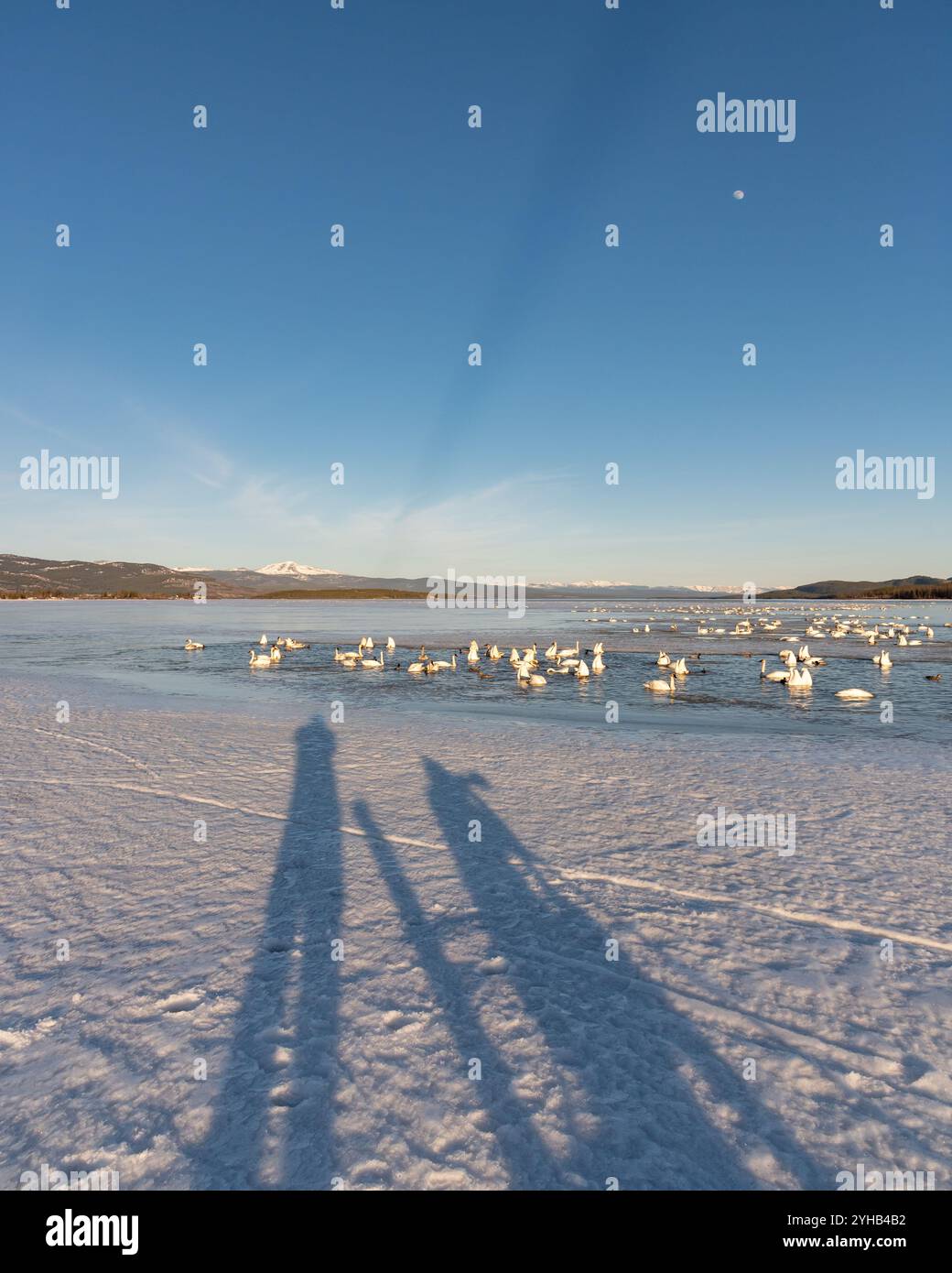 Un grande gregge di cigni trombettieri della tundra durante una sosta in Alaska durante la primavera nel territorio dello Yukon, Canada. Due persone ombre sul lago ghiacciato Foto Stock