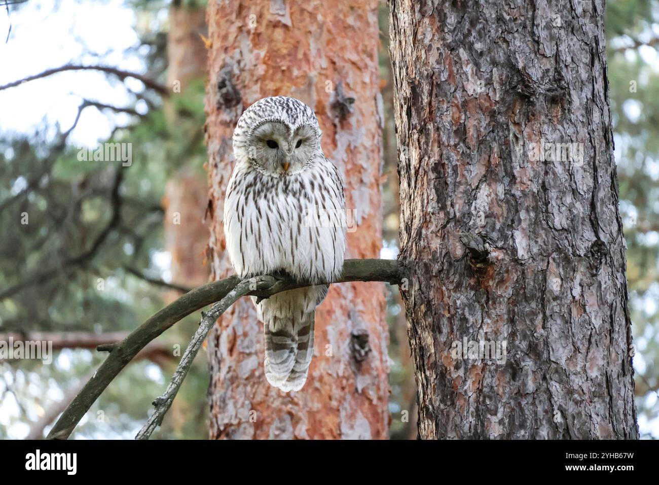 Il gufo degli Urali (Strix uralensis) è una preda, guarda verso il basso nell'habitat naturale, con scene di fauna selvatica Foto Stock