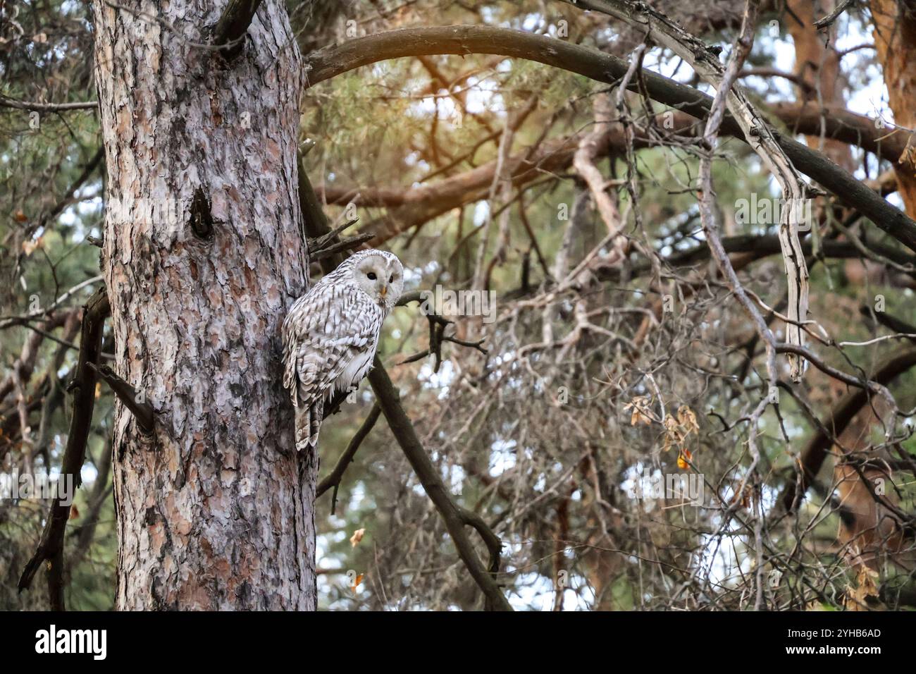 Il gufo di Urale (Strix uralensis) gira la testa di 180° nell'habitat naturale e nelle scene di fauna selvatica Foto Stock