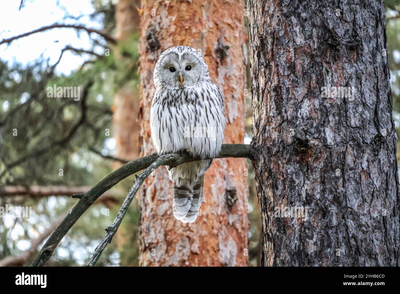 Gufo di Urale (Strix uralensis) in habitat naturale, scene di fauna selvatica Foto Stock