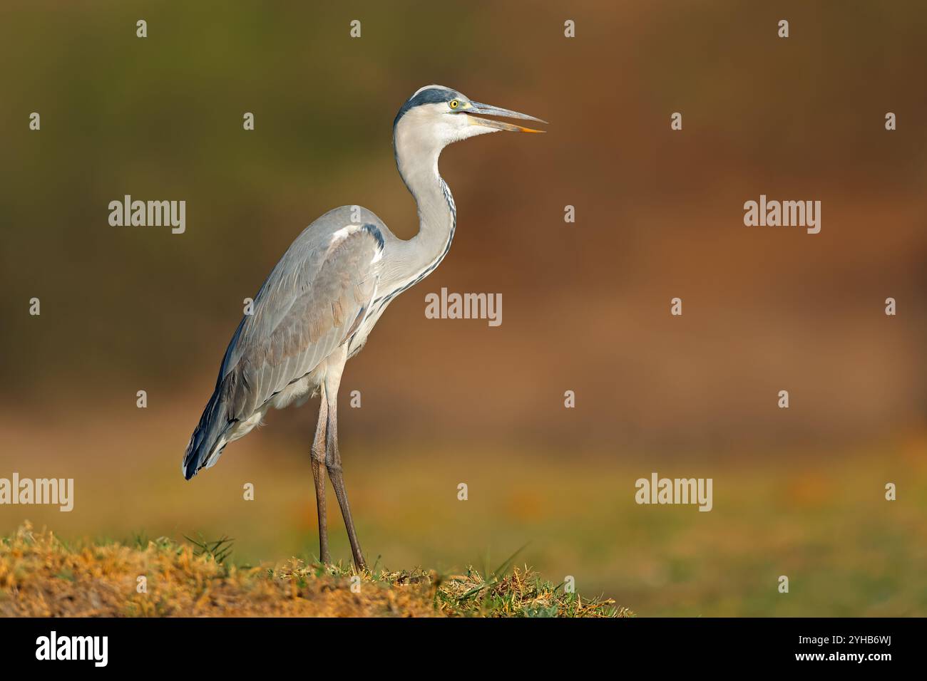 Un airone grigio (Ardea cinerea) in habitat naturale, Parco Nazionale del Chobe, Botswana Foto Stock