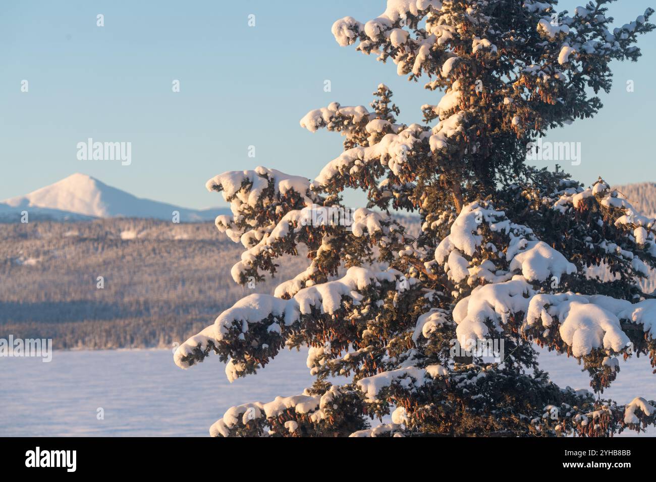 Vista sulle montagne selvagge nel territorio dello Yukon durante l'inverno con montagne innevate nel giorno del cielo blu e primo piano di abeti innevati Foto Stock