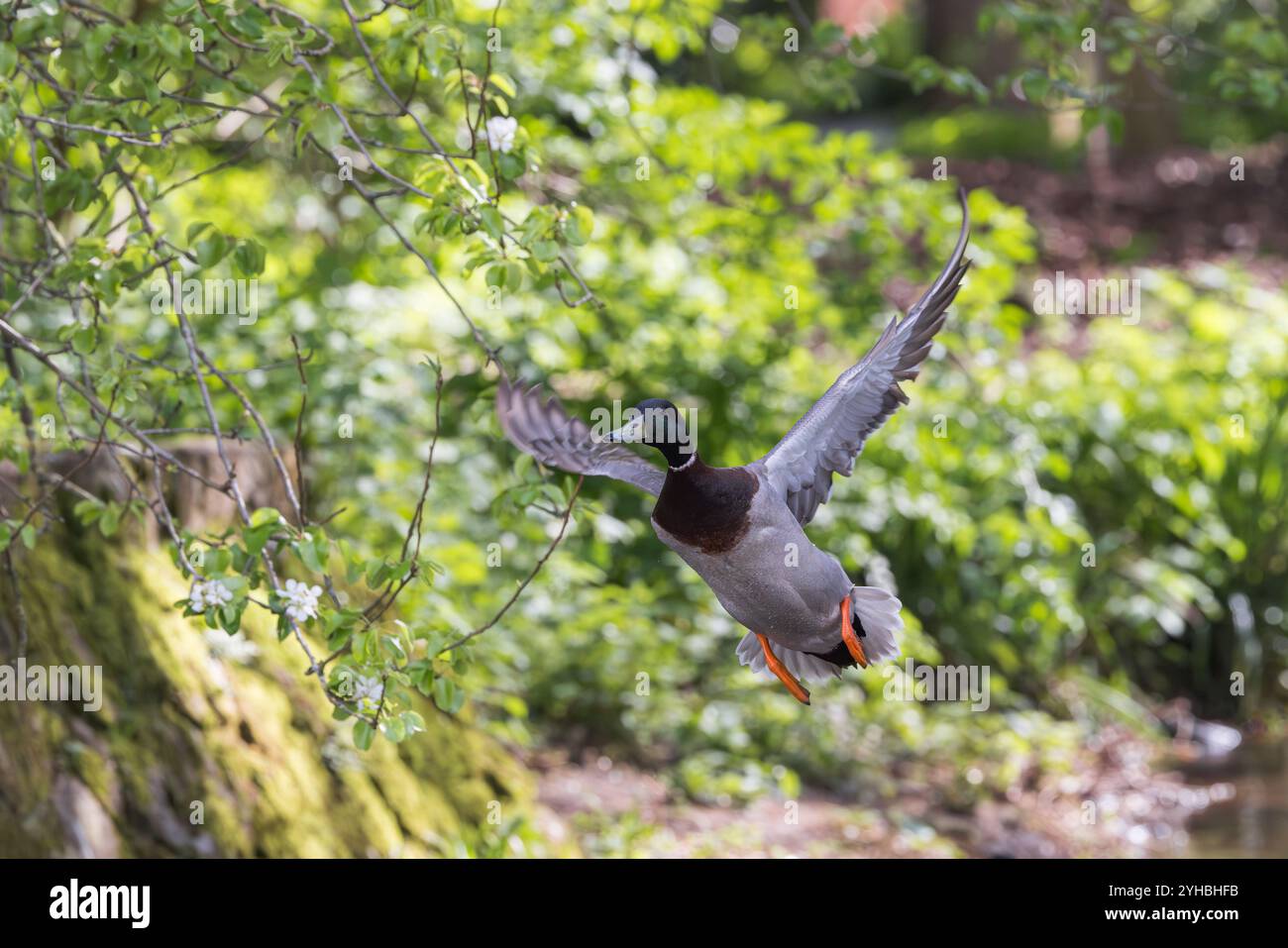Anatra Mallard [ Anas platyrhynchos ] uccello maschio in volo attraverso gli alberi Foto Stock