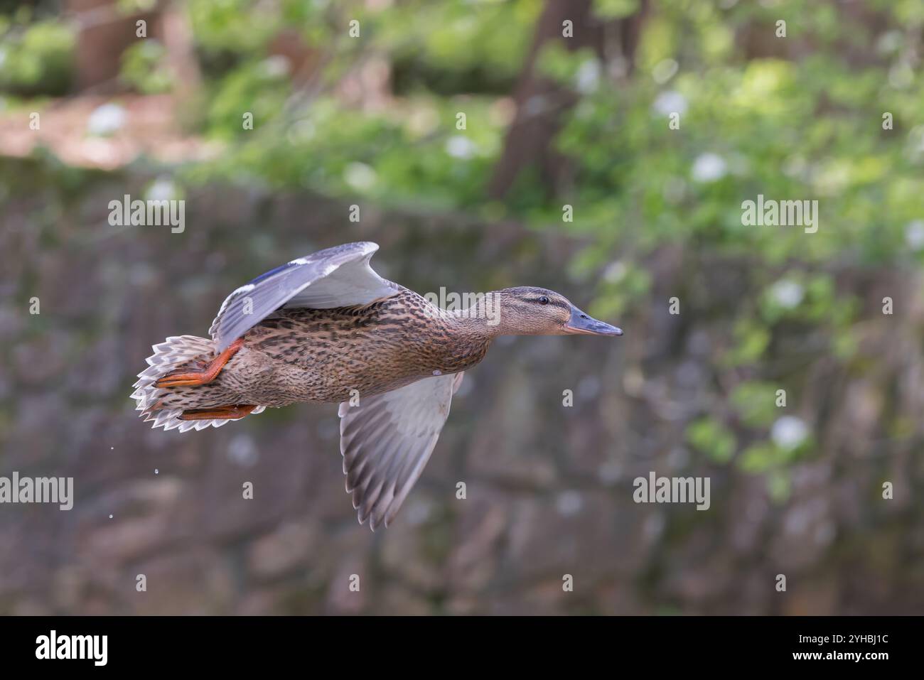 Anatra Mallard [ Anas platyrhynchos ] uccello femminile in volo Foto Stock