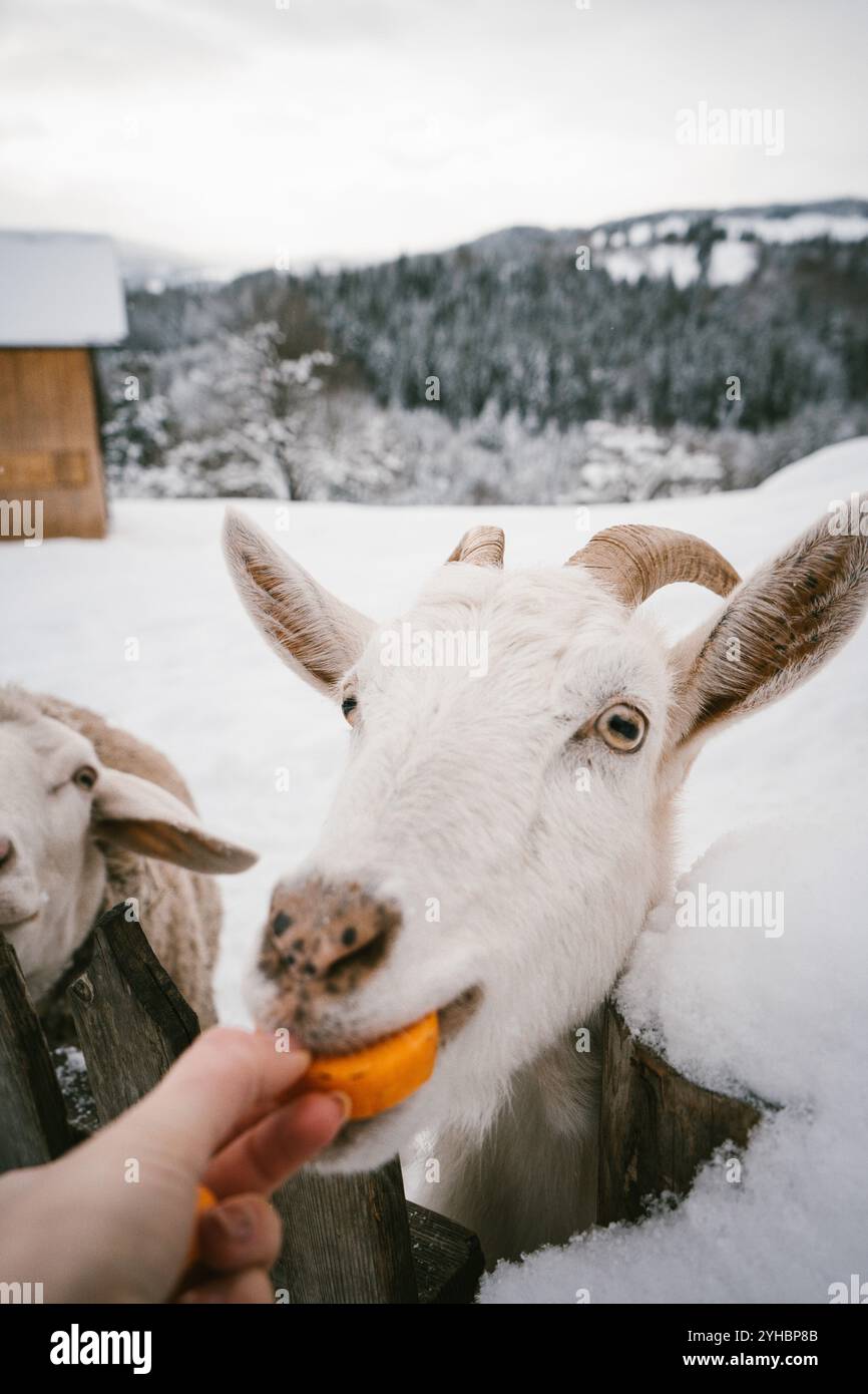 Scenario invernale di una capra amichevole Foto Stock