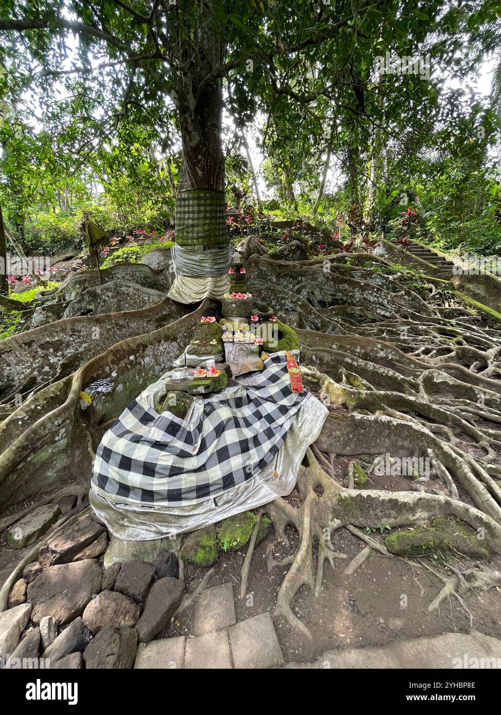 Albero sacro di Bali - Immagine stock catturata con smartphone