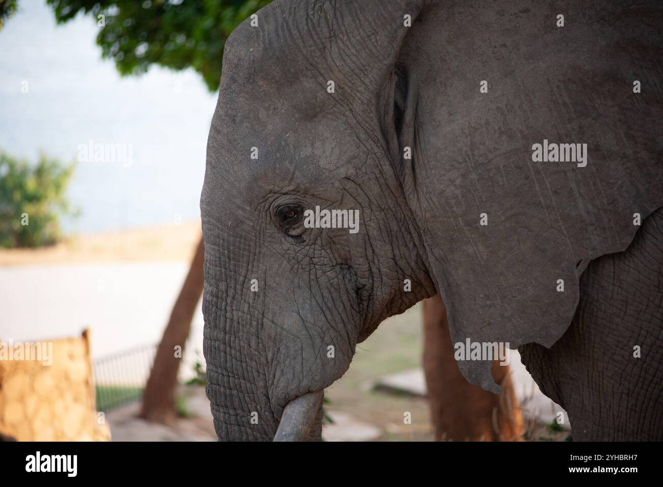 Elefanti che raccolgono mango in un Lodge a Kariba nello Zimbabwe Foto Stock