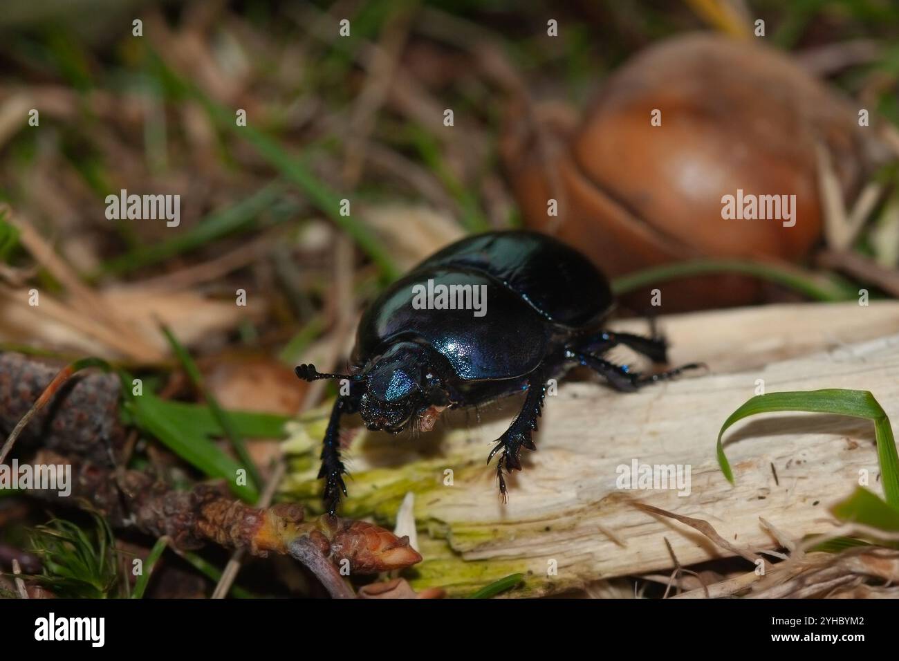 Silente, uno scarabeo noioso della terra, che strizza attraverso il suolo della foresta Foto Stock