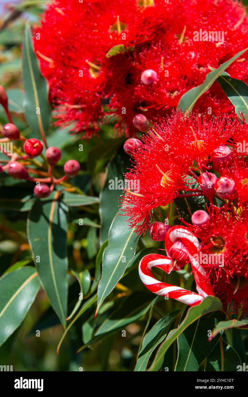 Un Natale australiano con un cuore a forma di canna da zucchero, tra un albero di gomma australiano in fiore - verticale, estivo, eucalipto Foto Stock