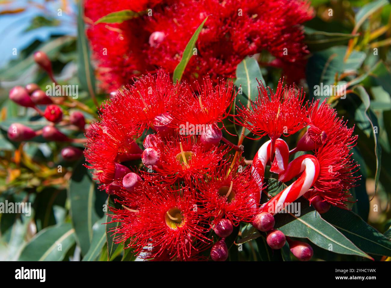 Un'immagine natalizia australiana con un cuore a forma di canna da zucchero, tra un albero di gomma australiano in fiore, fiori rossi - orizzontale, estivo, eucalipto Foto Stock