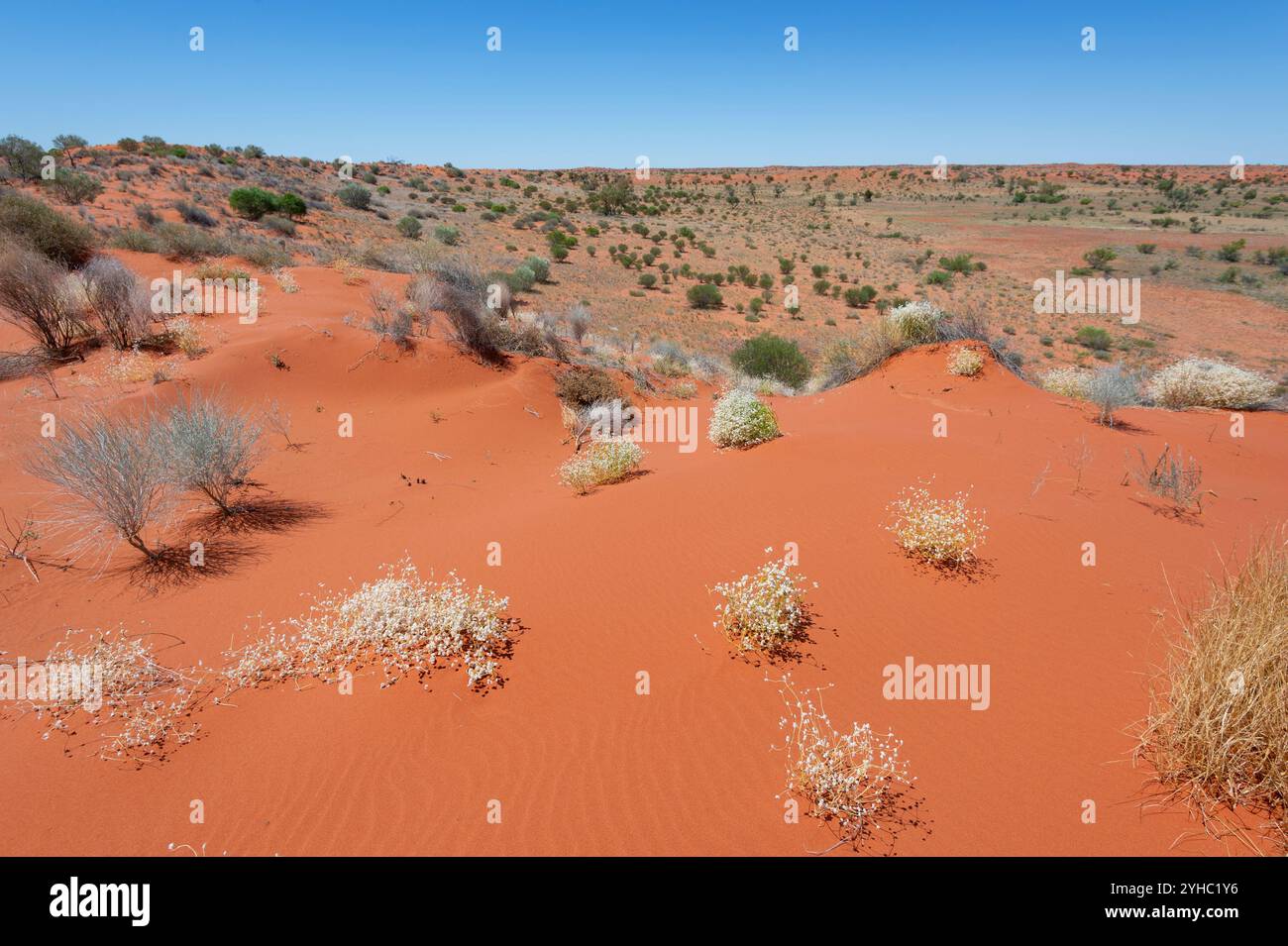 Vegetazione di dune di sabbia lungo Cordillo Downs Road, Simpson Desert, Queensland, QLD, Australia Foto Stock