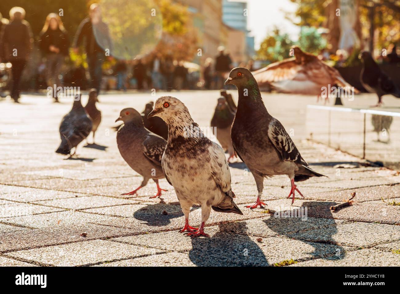 Piccioni di città sul marciapiede, concentrazione selettiva Foto Stock