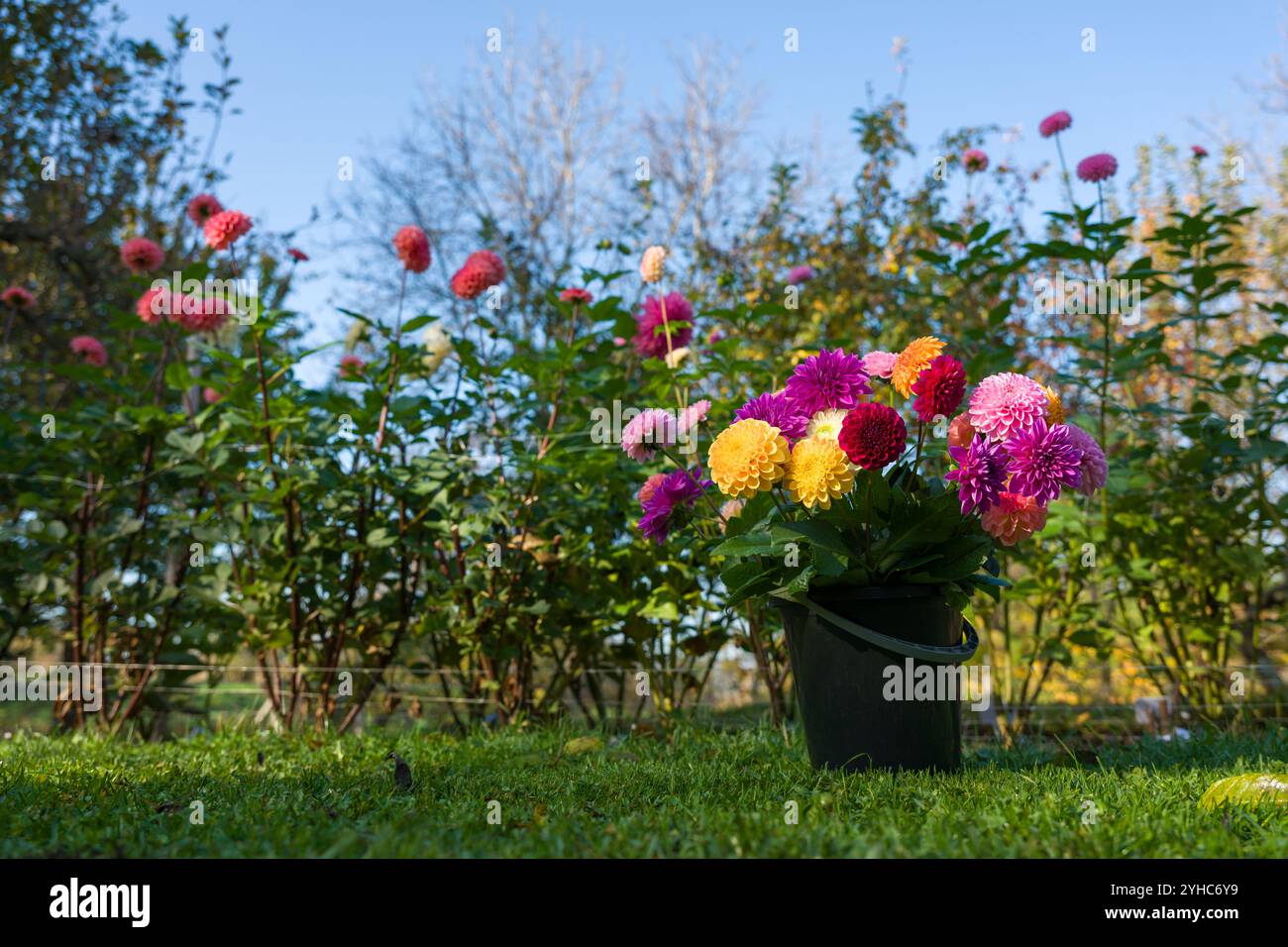 Secchio pieno di fiori dahlia appena tagliati in un'azienda agricola biologica. Aiuola in piena fioritura e secchio di fiori dahlia tagliati. Foto Stock