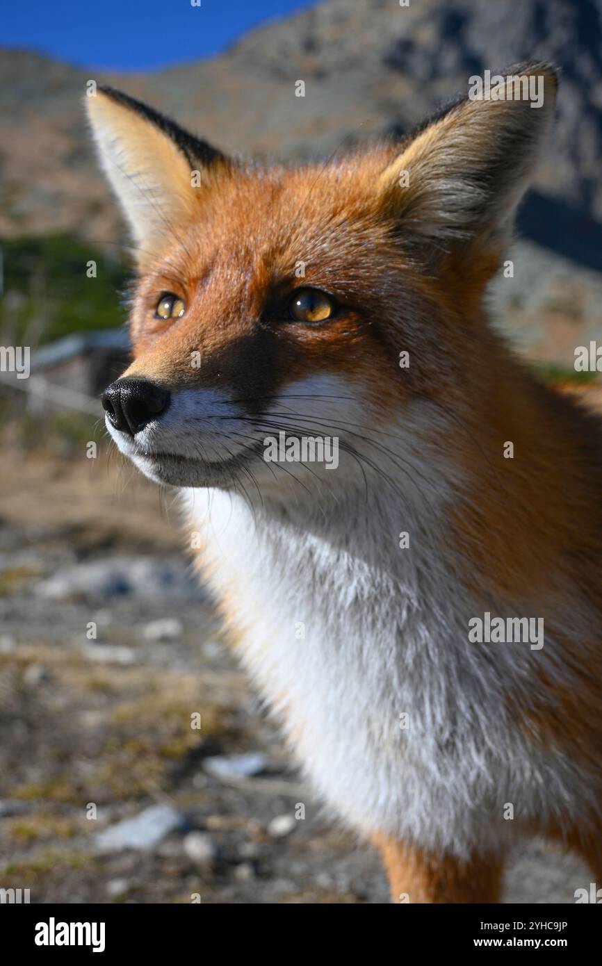 Volpe rossa selvatica con pelliccia spessa che guarda lontano dalla macchina fotografica nell'habitat naturale di montagna. Foto Stock