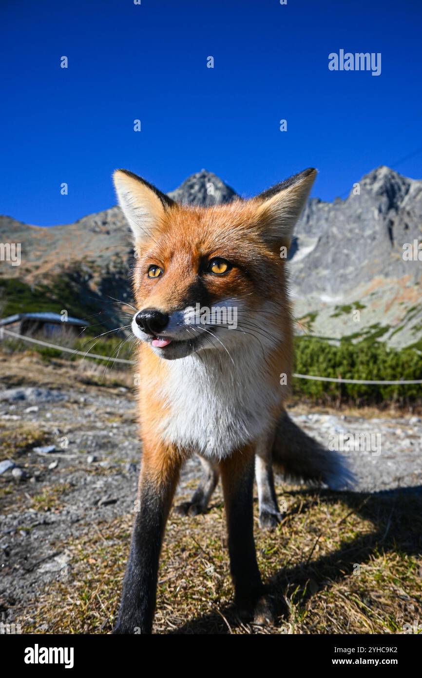 Volpe rossa selvatica con pelliccia spessa che guarda lontano dalla macchina fotografica nell'habitat naturale di montagna. Foto Stock