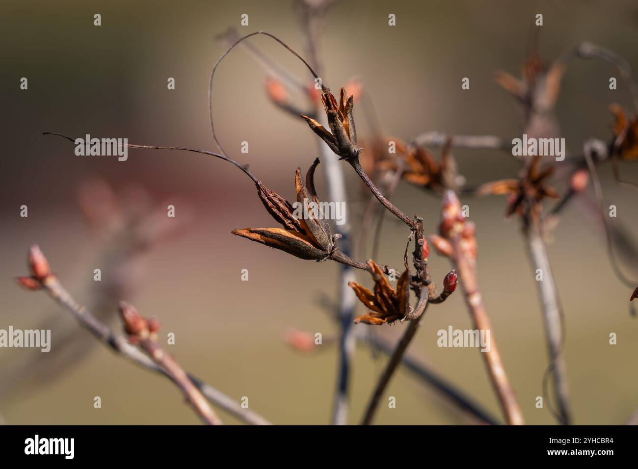 Primo piano del vaso di semi di Rhododendron. Asciugare le cialde di semi in primavera. Sfondo di natura astratta della scatola con semi di rododendra. Concetto stagionale. Foto Stock