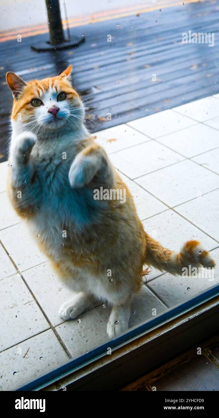 Curioso Orange Cat con zampe nella porta di vetro all'aperto Foto Stock