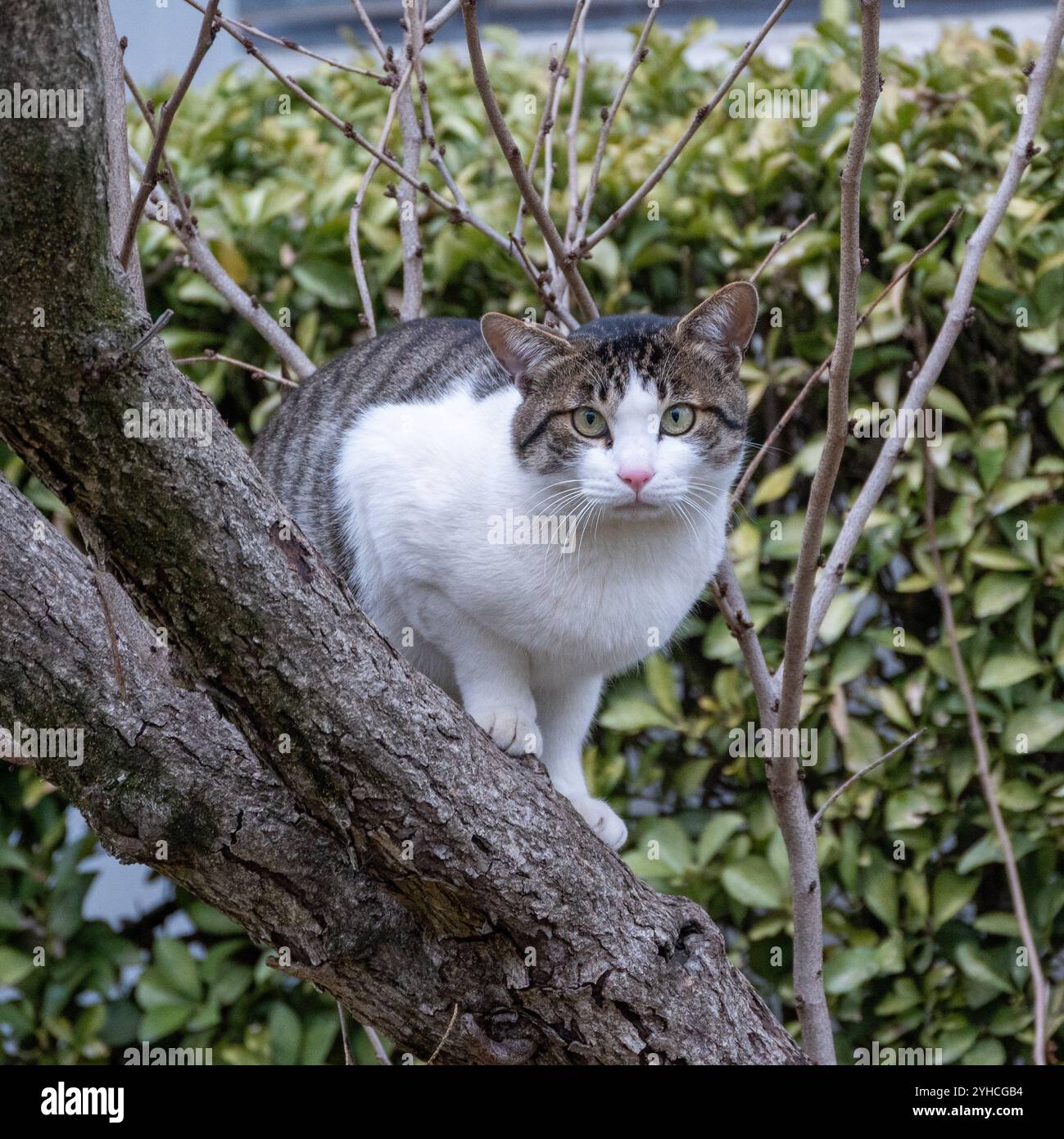 White e Tabby Cat arroccati sul ramo dell'albero osservando l'ambiente circostante Foto Stock